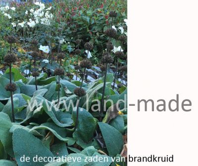 beplantingsplan Audrey Coert Landmade Schermlaan Rotterdam 2